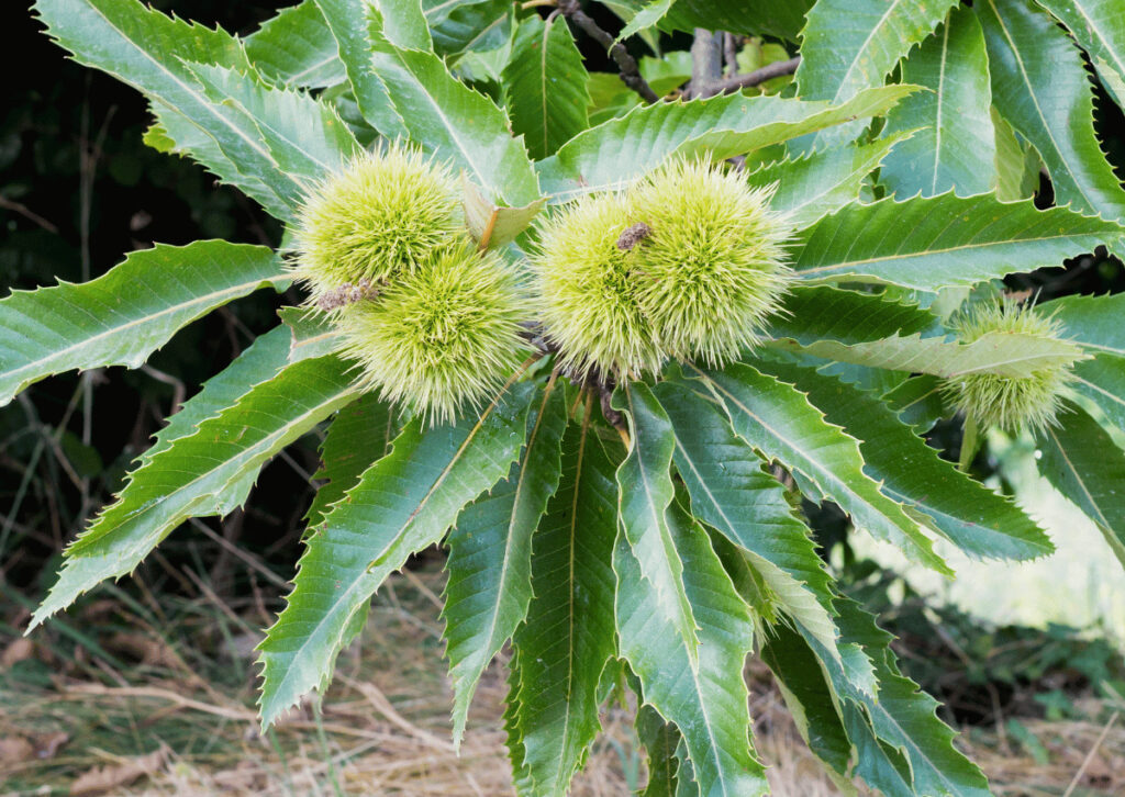 Sweet Chestnut