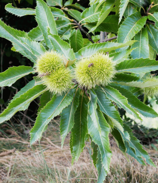 Sweet Chestnut