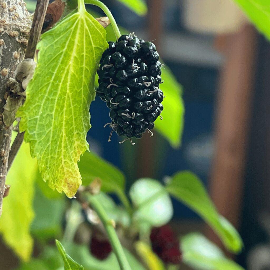 A Home-Grown Red Mulberry Surprise
Pictured above is a ripe mulberry harvested from my very own red mulberry tree, nurtured indoors in my living room here in Norway. While one might expect a red mulberry to bear red fruits, it's fascinating to note that the color can range from a deep red to almost black, showcasing the rich diversity and surprising nature of this wonderful tree.