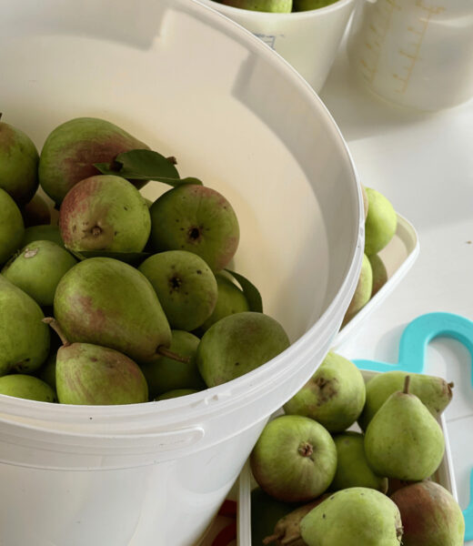 Masting Cycle: A Pear Tree's Journey and Ecosystem Impact - 14 kg of pears from our 2023 Masting Cycle