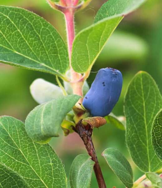 Plant Profile: Haskap Berries – The Superberry of the North