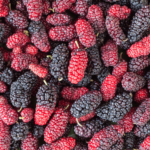 Plant Profile: Mulberry – The Versatile Tree for Every Sustainable Garden