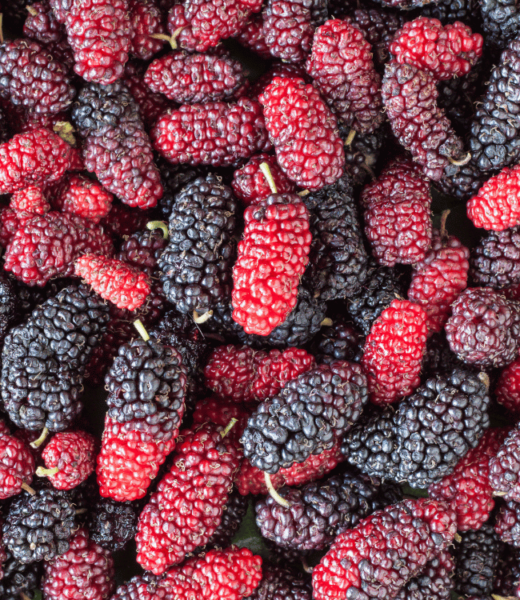 Plant Profile: Mulberry – The Versatile Tree for Every Sustainable Garden