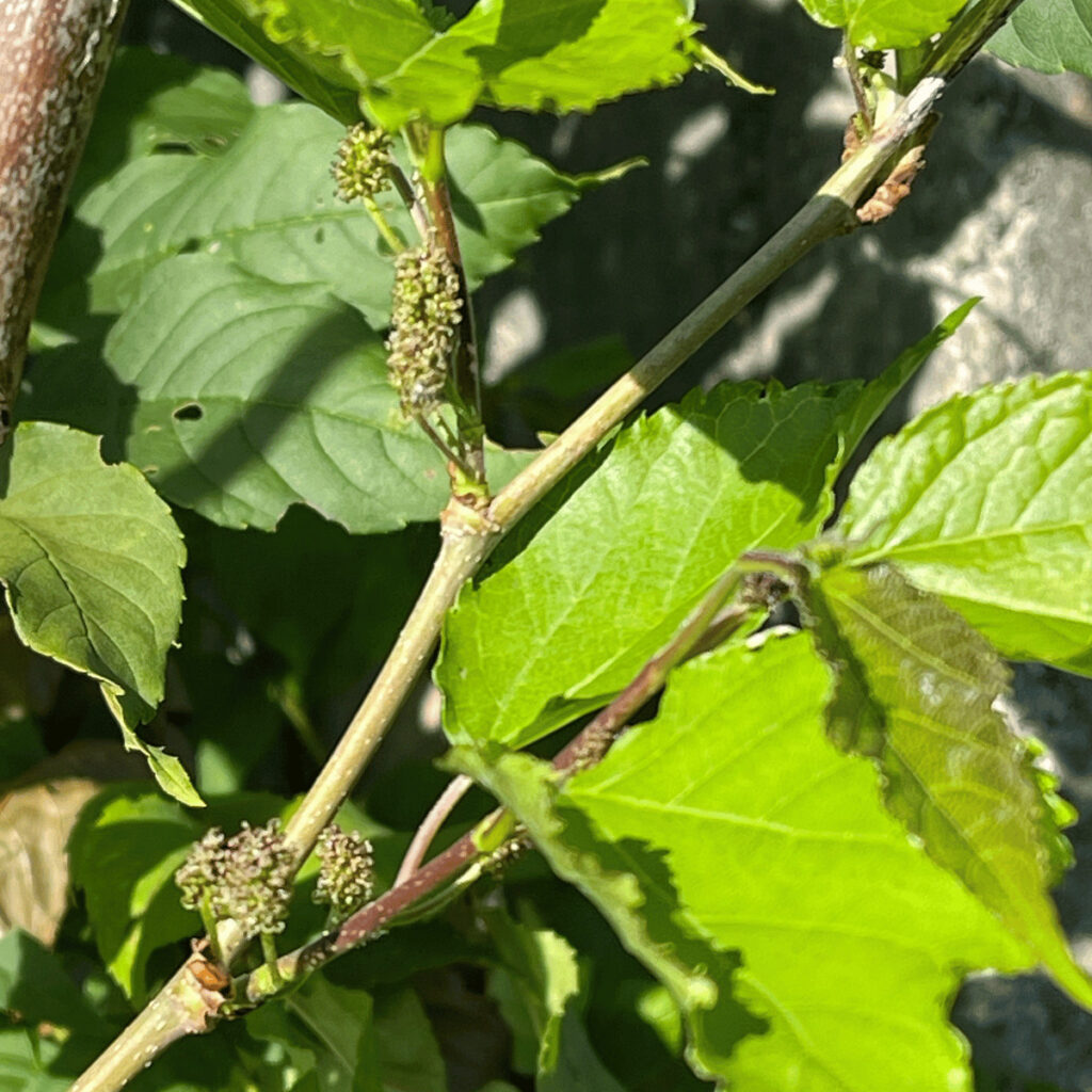 Even though it's a bit blurry, this photo captures the promising start of a few forming Red Mulberries, evidence of the tree's remarkable resilience and eagerness to bear fruit. Unfortunately, in my keenness to foster stronger roots for the upcoming winter, the budding fruits were removed shortly before noticing the nuances in this picture. Yet, this fleeting glimpse of what's to come fuels our anticipation for a bountiful harvest in the future seasons. Here’s to resilience, growth, and the beautiful surprises nature offers us – often captured in unexpected snapshots like this one.