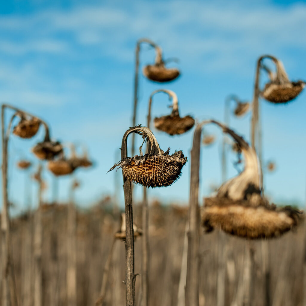 Sunflowers grown for seeds, ready for harvesting