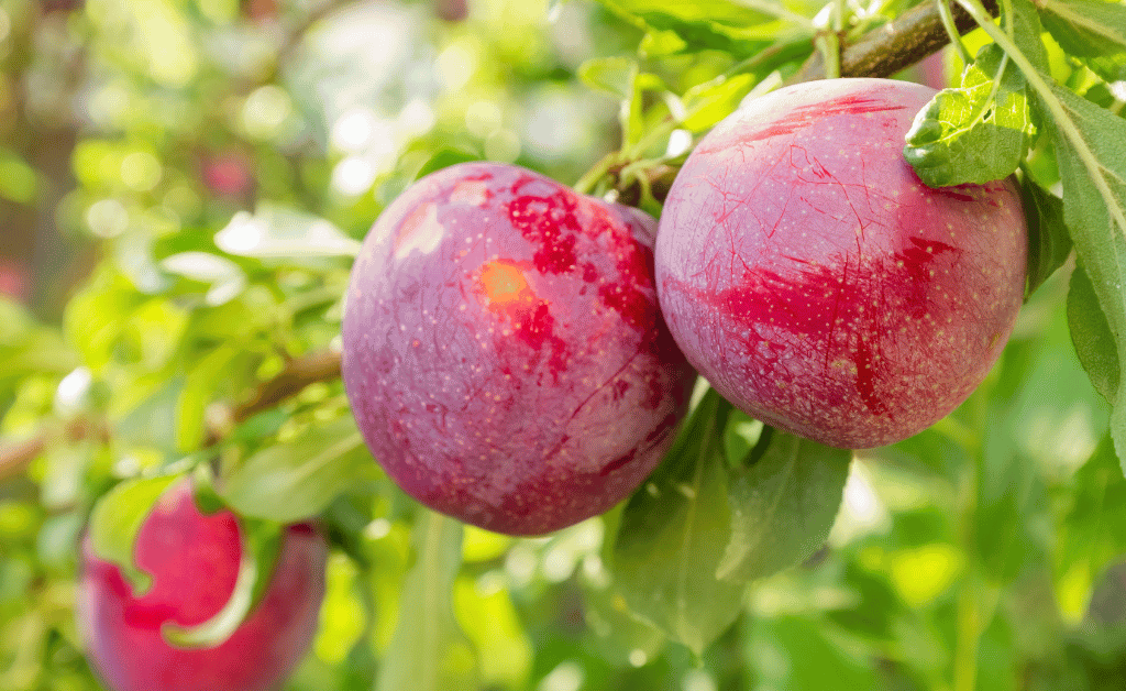 The Environmental Upsides of Planting Plum Trees