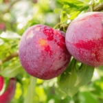 The Environmental Upsides of Planting Plum Trees