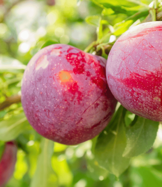 The Environmental Upsides of Planting Plum Trees