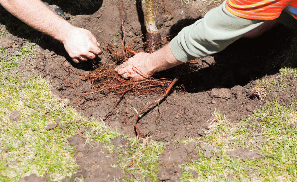 The Essential Bare Root Planting Guide - transplanting a bare root tree
