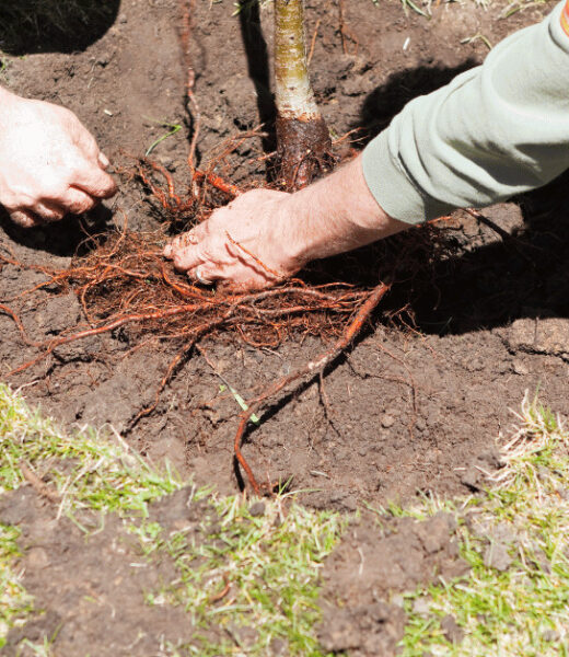 The Essential Bare Root Planting Guide - transplanting a bare root tree