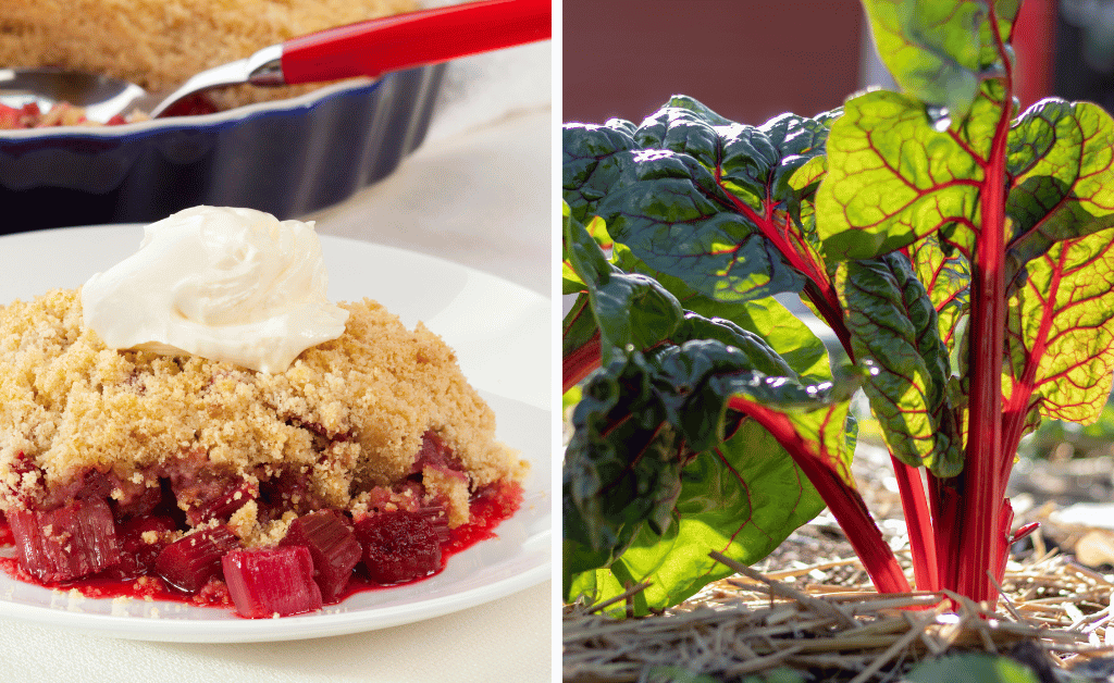 Discover the World of Rhubarb from Garden to Table