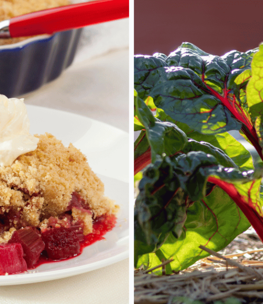 Discover the World of Rhubarb from Garden to Table