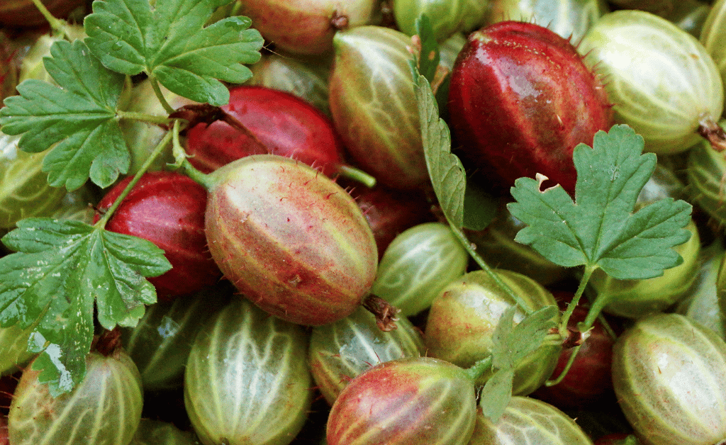 Gooseberries Unearthed: Soil Preferences, Cultivation, and More