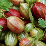 Gooseberries Unearthed: Soil Preferences, Cultivation, and More