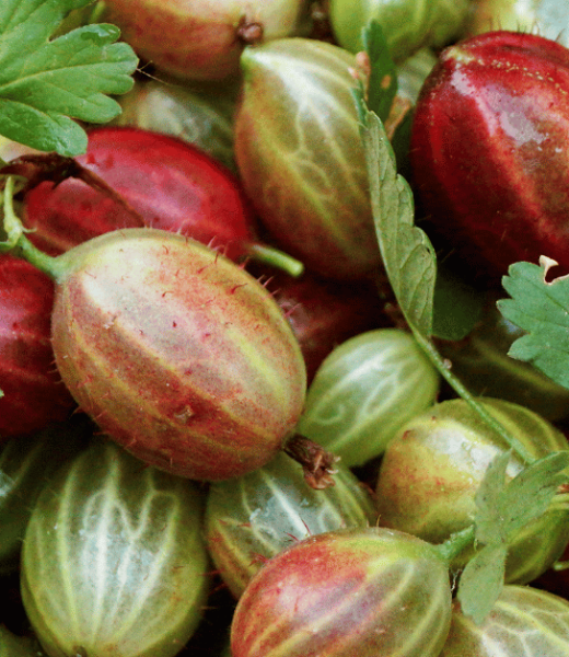 Gooseberries Unearthed: Soil Preferences, Cultivation, and More