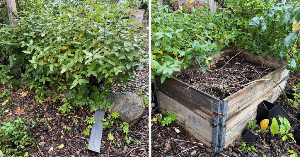 On the photo to the left, you can see how after a couple of years the Haskaps have overgrown and totally hidden the Hugelkultur raised bed.  On the photo to the right, you can see it from the back side, further illustrating how the Haskap bushes have overshadowed the bed.