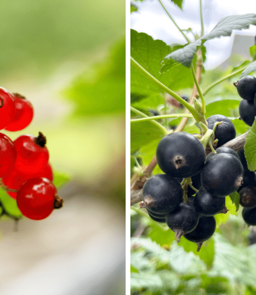 Red and Black Currant