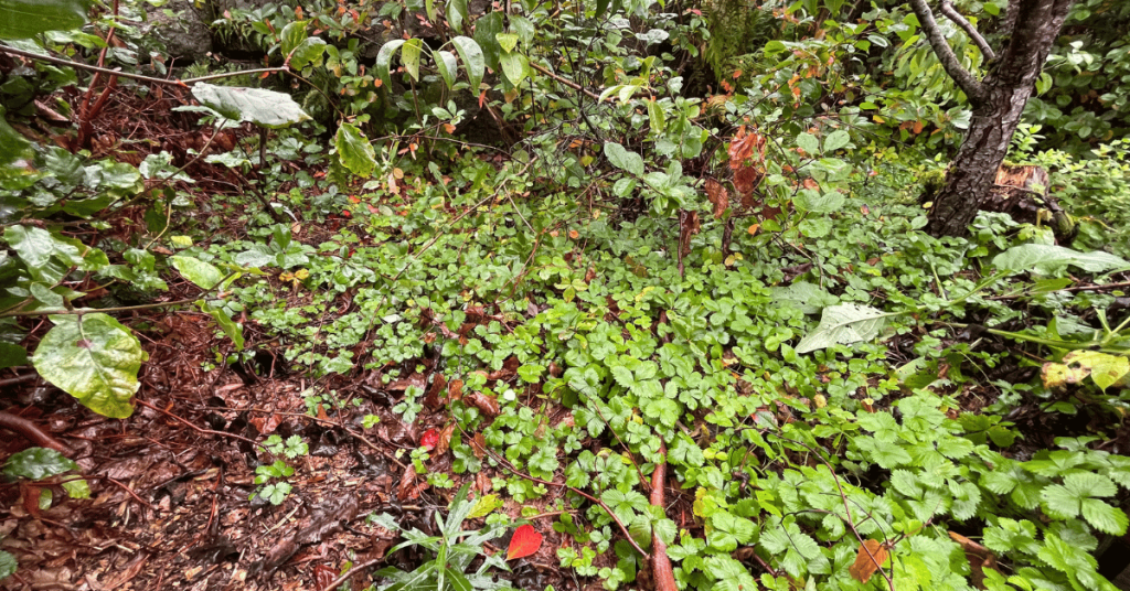 Strawberries cover the ground under a peartree to the right and a beech hedge on the right. The top of photo has some aronias.