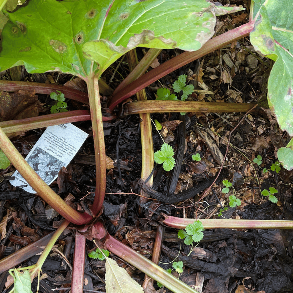 Strawberry Rhubarb plant with three separate crowns, indicating it's ready for division.