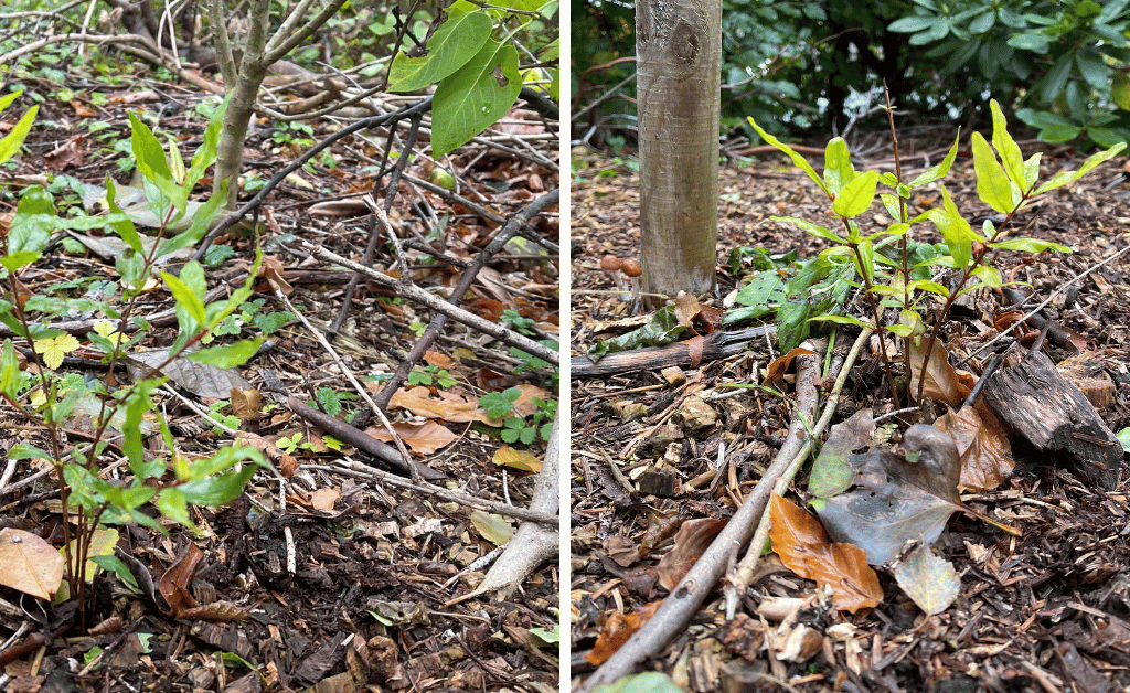 The Resilient Journey of Our Pomegranate Trees Grown from Seed