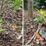 The Resilient Journey of Our Pomegranate Trees Grown from Seed