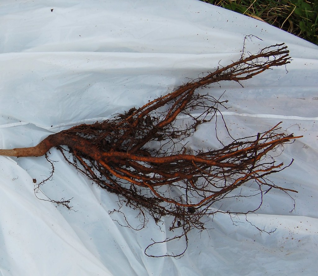 Bur oak seedling with pruned roots illustrating a taproot system