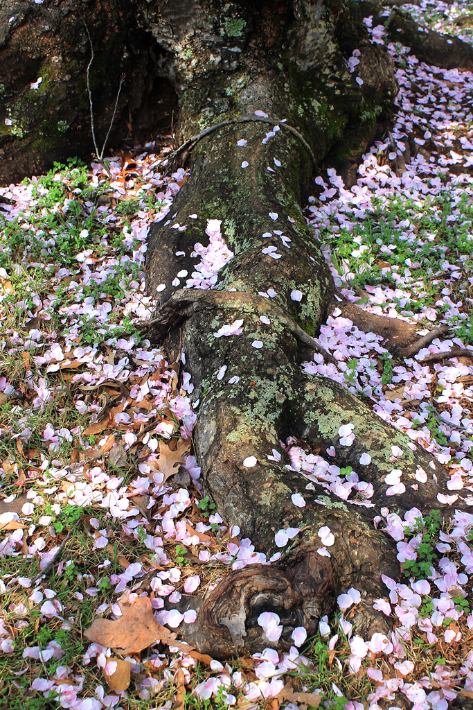 cherry blossoms root system detail