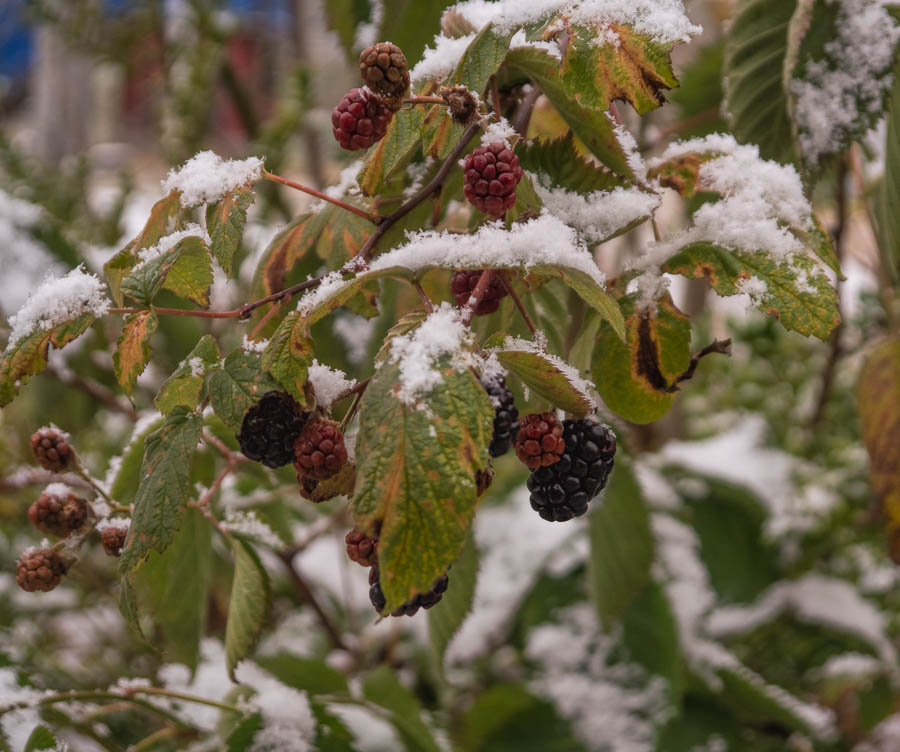 A Late Harvest Amidst the Snow: November 1st, 2023
Blackberries ripening after first snow