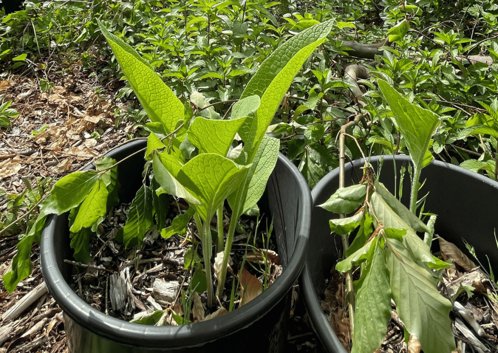 Bocking 14 Comfrey: The Permaculture Champion of Sustainable Gardens - Here grown in container for easy root propagation