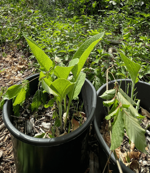 Bocking 14 Comfrey: The Permaculture Champion of Sustainable Gardens - Here grown in container for easy root propagation