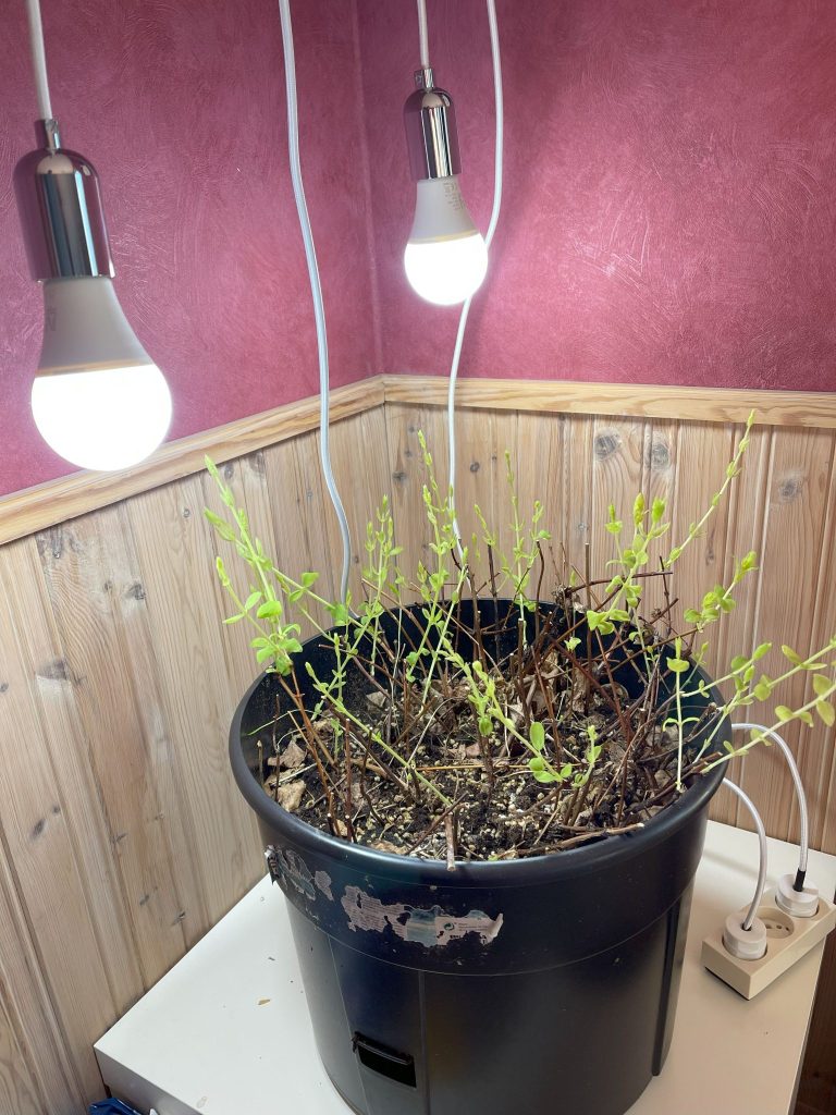 Haskap plants in a pot, freshly brought indoors on January 15th, 2024, showing their initial state at the beginning of their indoor care journey.