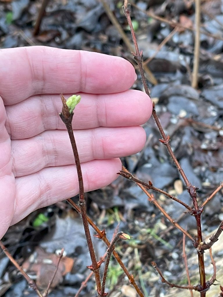 "Unexpected growth in a mature Haskap plant outdoors, captured on December 20th, 2023, highlighting the challenges posed by unseasonal weather conditions.