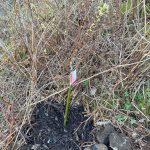 grafted Salix integra—commonly known as flamingo willow