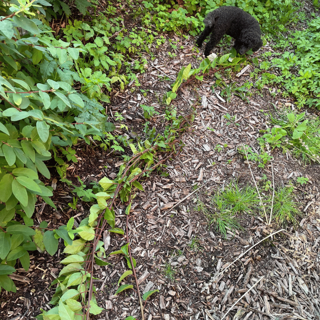 Dog standing beside long kiwi vine pruned after growing more than 3 meters in a single season
