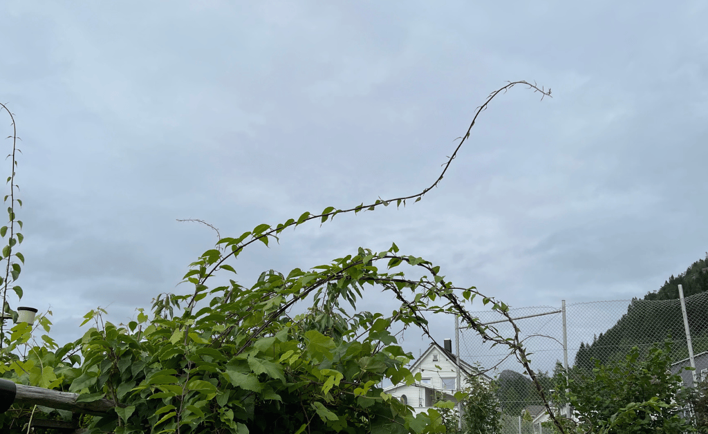 Kiwi vines that grew more than 3 meters in one season, illustrating its invasive potential near buildings.