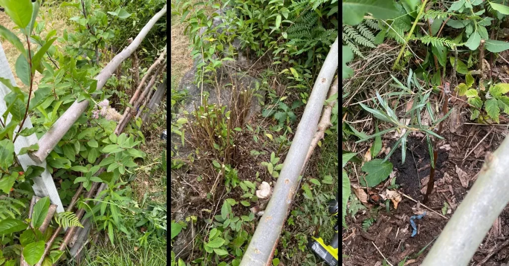 Male sea buckthorn planted between aronia and haskap