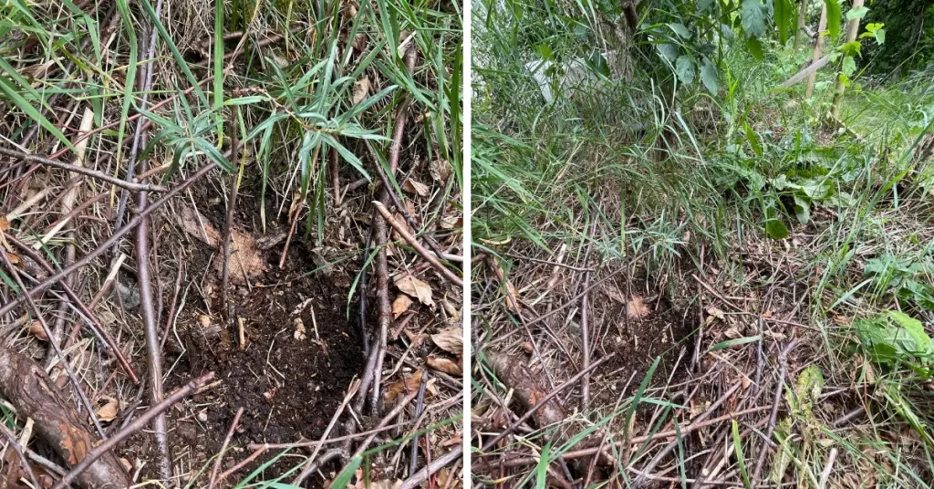 Male sea buckthorn planted near grapes and an old sunken hugelkultur bed