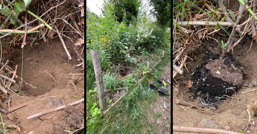 Three views showing a planting hole, steep garden slope and rooted female sea buckthorn before planting in Norway.