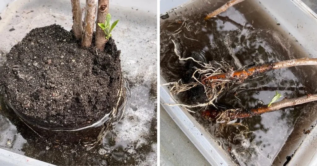 Sea buckthorn roots being gently separated in water