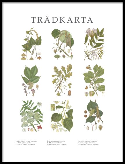 Poster Trädkarta