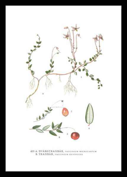 Poster Tranbär, Vaccinium Oxycoccos