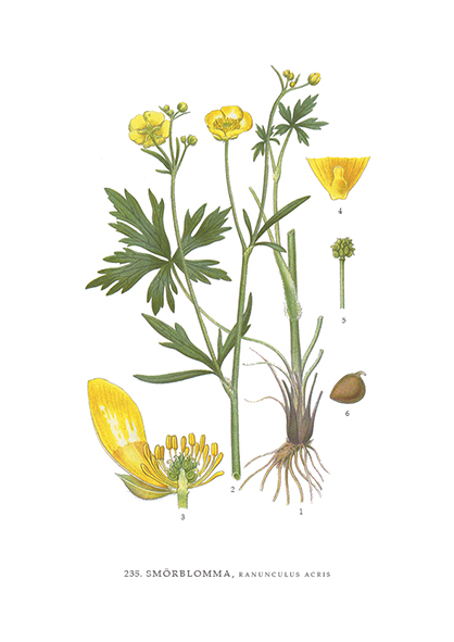 Gratulationskort 10,5x15 Smörblomma, Ranunculus Acris