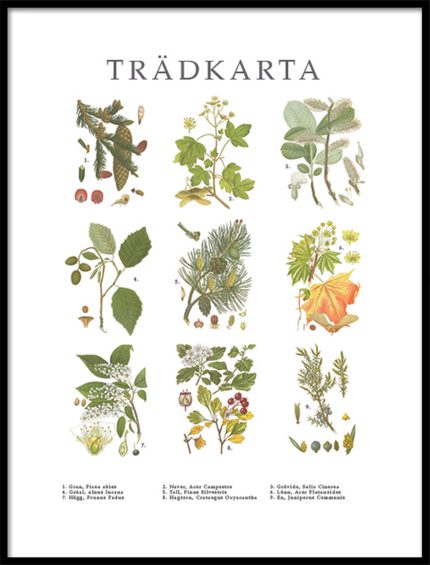 Poster Trädkarta