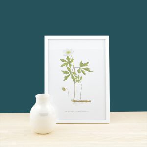 Botanisk Poster