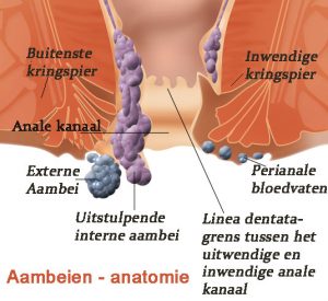 aambeien anatomie