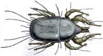 insectenbeten