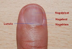 nagel anatomie