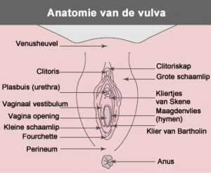 vulva anatomie