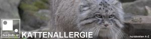 kattenallergie allergie voor kat poes
