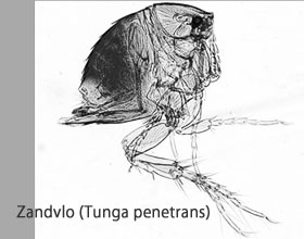 zandvlo tungiasis zandvlooien beet